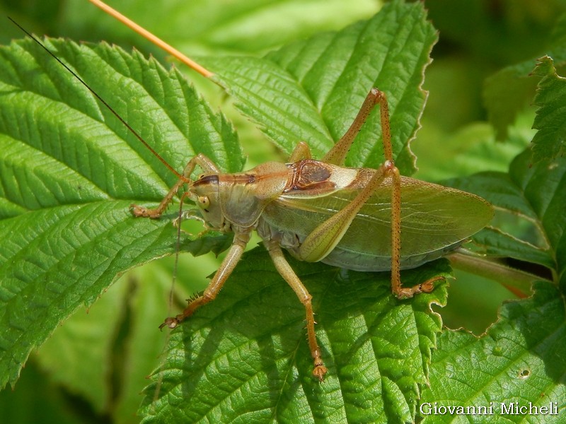 Tettigonia cantans (Tettigoniidae). maschio